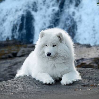 可爱狗狗头像，白色狐狸犬萨摩耶可爱萌头像图片