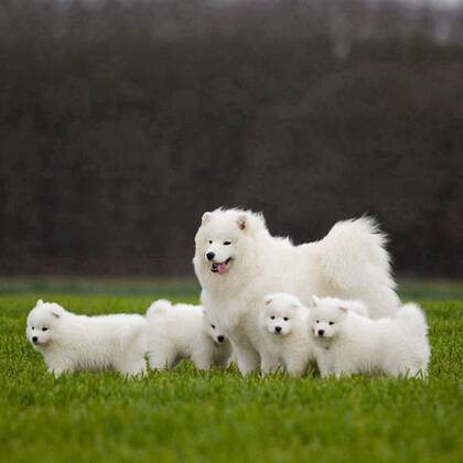 可爱狗狗头像，白色狐狸犬萨摩耶可爱萌头像图片