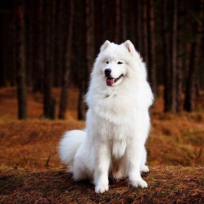 可爱狗狗头像，白色狐狸犬萨摩耶可爱萌头像图片