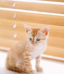 窗户前，书柜里，一只奶黄的可爱小奶猫高清壁纸图片组图1