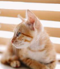 窗户前，书柜里，一只奶黄的可爱小奶猫高清壁纸图片组图2