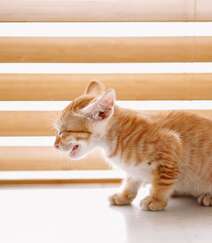窗户前，书柜里，一只奶黄的可爱小奶猫高清壁纸图片组图5