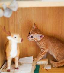 窗户前，书柜里，一只奶黄的可爱小奶猫高清壁纸图片组图8