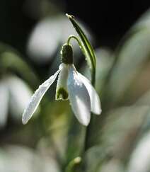清新淡雅，形似雪滴，冬季至春季开放的雪滴花（铃兰水仙）图片组图3