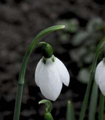 清新淡雅，形似雪滴，冬季至春季开放的雪滴花（铃兰水仙）图片组图5