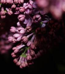 花香浓郁，可提炼芳香油的中国名贵花卉紫丁香花图片组图2