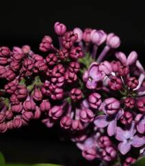 花香浓郁，可提炼芳香油的中国名贵花卉紫丁香花图片组图1