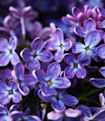 花香浓郁，可提炼芳香油的中国名贵花卉紫丁香花图片组图5