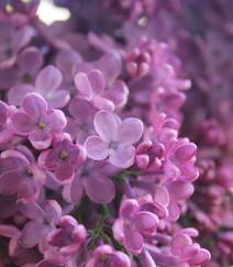 花香浓郁，可提炼芳香油的中国名贵花卉紫丁香花图片