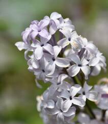 花香浓郁，可提炼芳香油的中国名贵花卉紫丁香花图片组图4