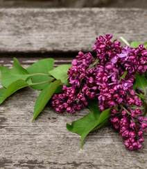 花香浓郁，可提炼芳香油的中国名贵花卉紫丁香花图片组图7
