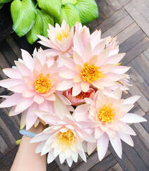 花期6到8月，多种不同颜色，花开艳丽的睡莲 （子午莲）图片组图8