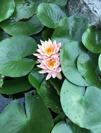 花期6到8月，多种不同颜色，花开艳丽的睡莲 （子午莲）图片