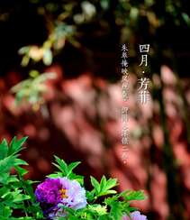 生长在故宫里色泽艳丽的“花中之王”牡丹花超美带字图片