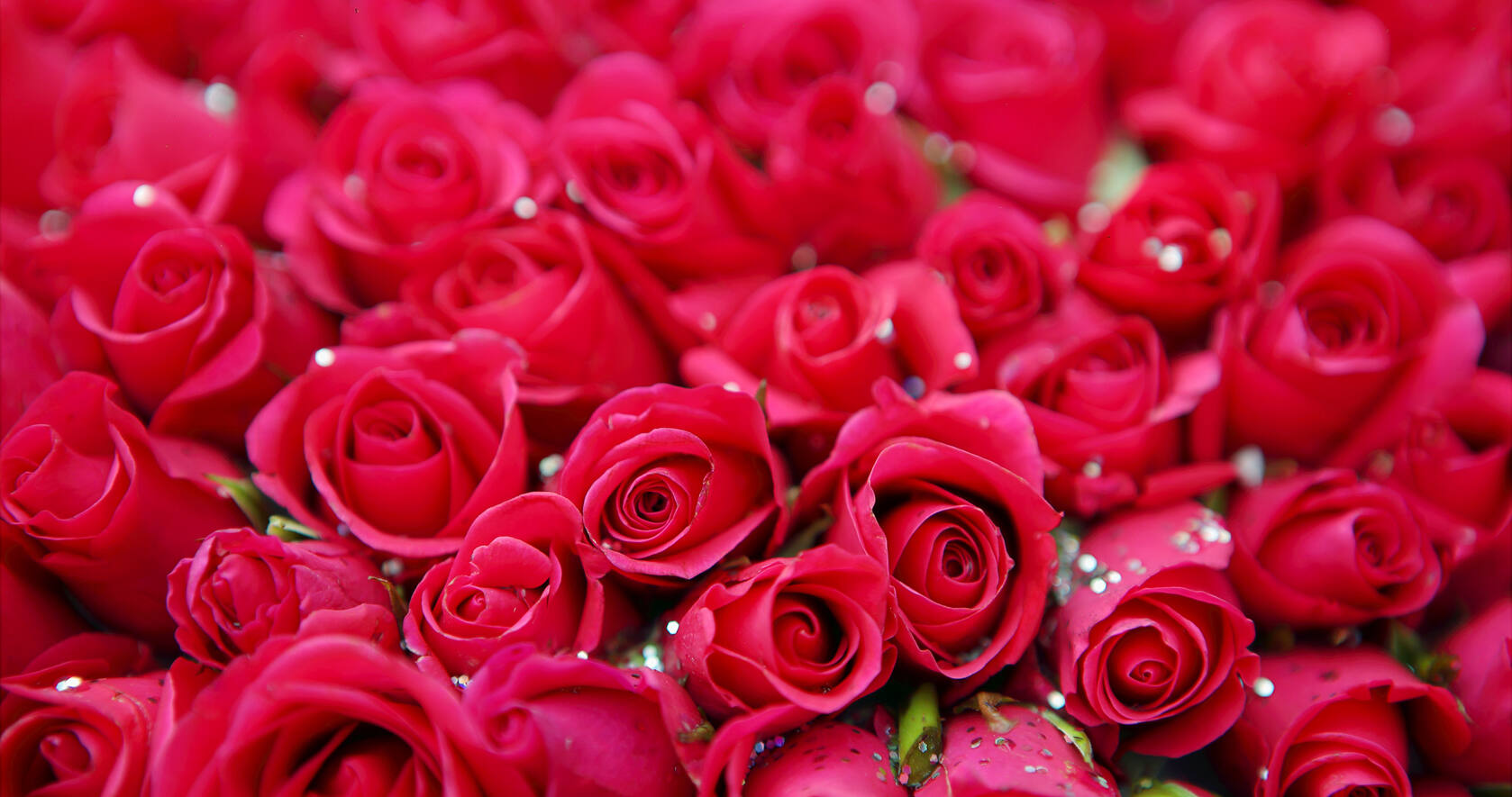 色彩红色艳丽并且花朵绽开的玫瑰花桌面壁纸第1张图片