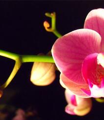 像一只只艳丽多姿的蝴蝶，热带兰花植物蝴蝶兰高清图片欣赏组图6