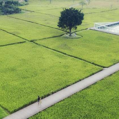 像田字格般的稻田，高空俯瞰下的的稻田唯美景色图片