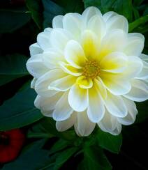 世界上花卉品种最多的物种之一，丰富多彩的大丽花图片组图7