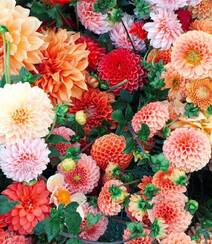 世界上花卉品种最多的物种之一，丰富多彩的大丽花图片组图9