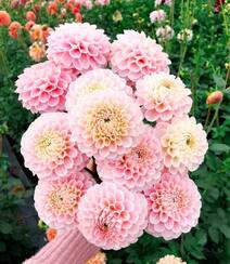 世界上花卉品种最多的物种之一，丰富多彩的大丽花图片组图10