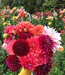 世界上花卉品种最多的物种之一，丰富多彩的大丽花图片组图2