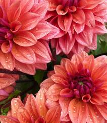 世界上花卉品种最多的物种之一，丰富多彩的大丽花图片组图11