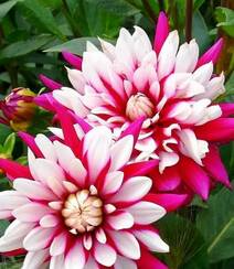 世界上花卉品种最多的物种之一，丰富多彩的大丽花图片组图4