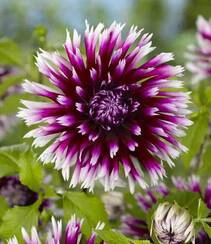 世界上花卉品种最多的物种之一，丰富多彩的大丽花图片组图3