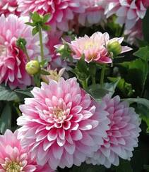 世界上花卉品种最多的物种之一，丰富多彩的大丽花图片组图5