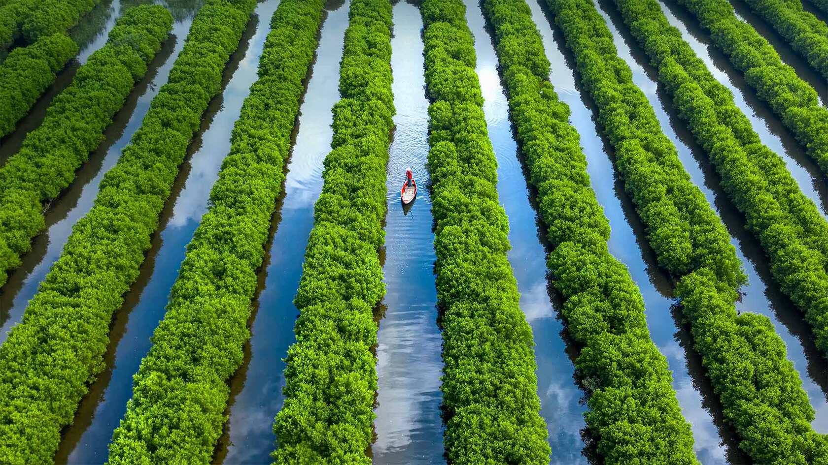 越南红树林湿地生态图，一陇一陇整齐绿色的唯美红树林壁纸图片