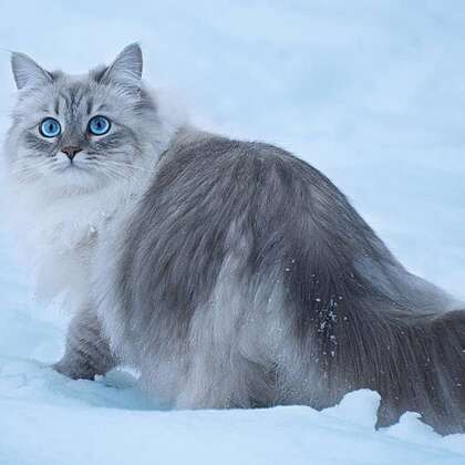 西伯利亚森林猫，雪地里，长得有点胖的西伯利亚森林猫唯美图片