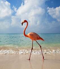 在海边踱步的火烈鸟，腿长，羽毛火红色的可爱火烈鸟精美高清图片