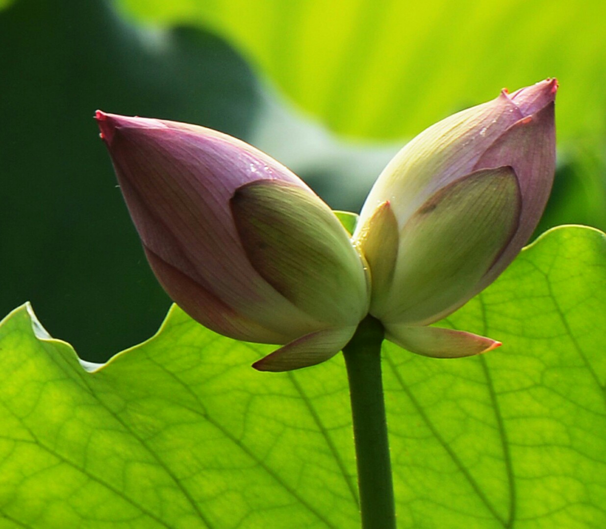 一茎两花，花开并蒂，多种好看美丽的并蒂莲花图片图片