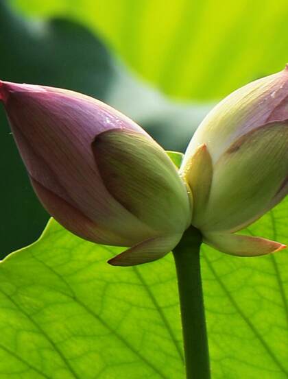 一茎两花，花开并蒂，多种好看美丽的并蒂莲花图片
