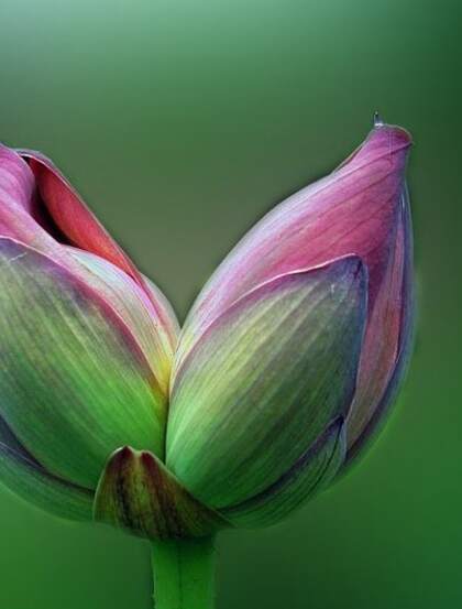 一茎两花，花开并蒂，多种好看美丽的并蒂莲花图片