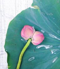 一茎两花，花开并蒂，多种好看美丽的并蒂莲花图片组图9