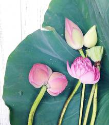 一茎两花，花开并蒂，多种好看美丽的并蒂莲花图片组图8