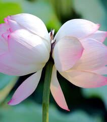 一茎两花，花开并蒂，多种好看美丽的并蒂莲花图片组图10