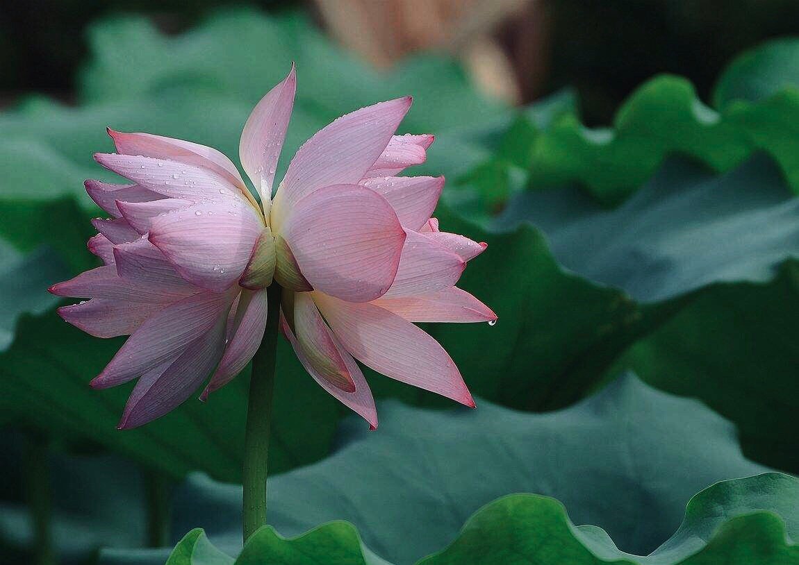 一茎两花，花开并蒂，多种好看美丽的并蒂莲花图片图片