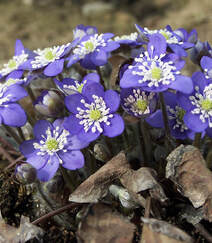 雪割草花，蓝色花瓣的雪割草花唯美图片组图5