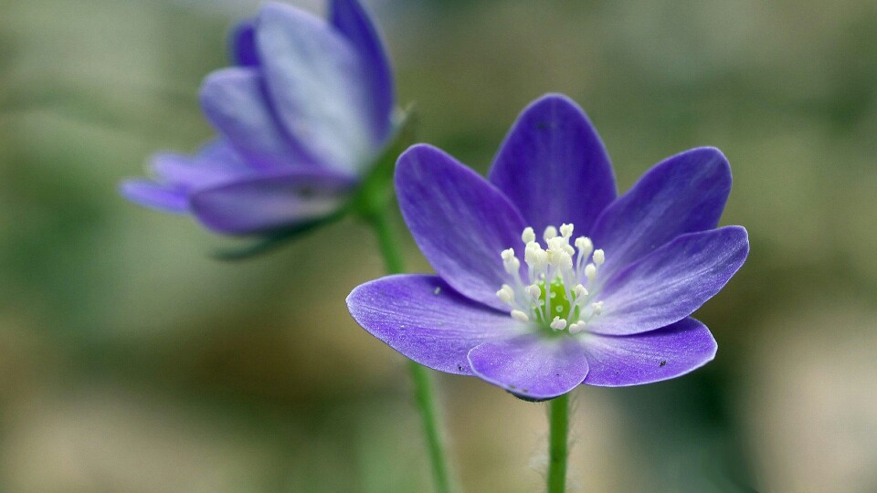 雪割草花，蓝色花瓣的雪割草花唯美图片图片