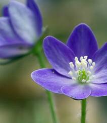 雪割草花，蓝色花瓣的雪割草花唯美图片组图7