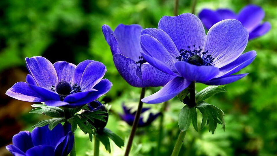 雪割草花，蓝色花瓣的雪割草花唯美图片图片