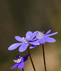 雪割草花，蓝色花瓣的雪割草花唯美图片组图2