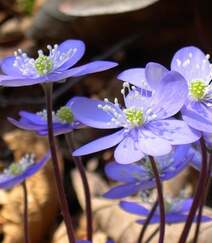 雪割草花，蓝色花瓣的雪割草花唯美图片组图4