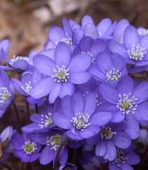 雪割草花，蓝色花瓣的雪割草花唯美图片组图3