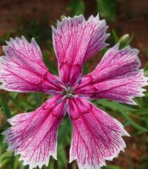 石竹花，颜色多样的小花朵观赏植物石竹花图片组图17