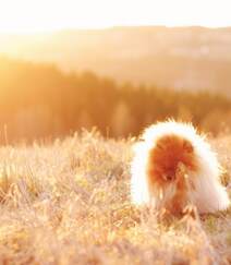 玩赏犬博美，可爱嘟嘟的宠物狗狗博美犬图片组图4