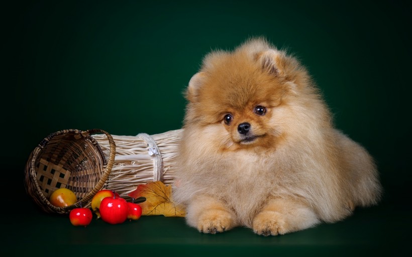 玩赏犬博美，可爱嘟嘟的宠物狗狗博美犬图片图片