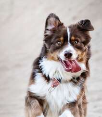 狗狗吐舌头，各种不同可爱狗狗吐舌头图片